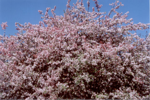 flowering tree #1